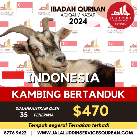 QURBAN KAMBING BERTANDUK INDONESIA