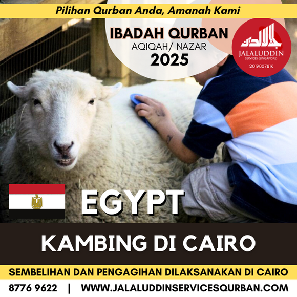 QURBAN KAMBING CAIRO