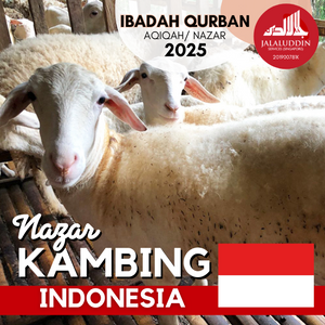 NAZAR KAMBING INDONESIA
