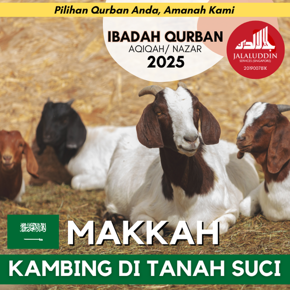 QURBAN KAMBING MAKKAH
