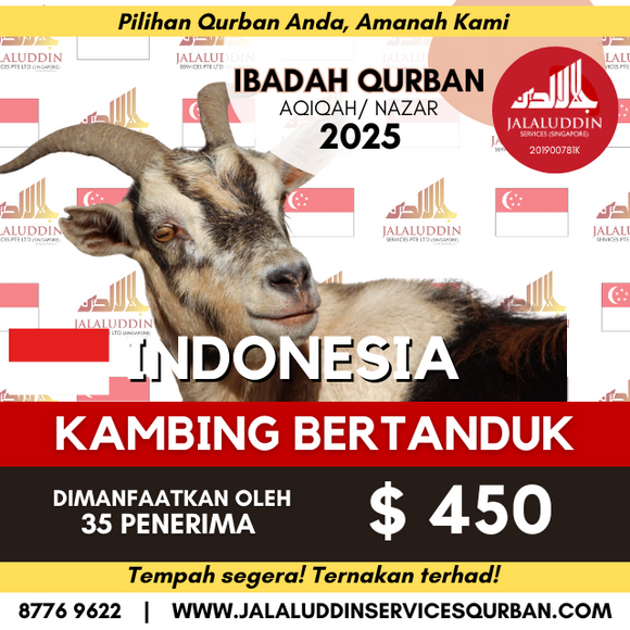QURBAN KAMBING BERTANDUK INDONESIA