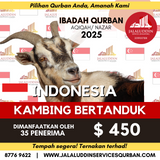 QURBAN KAMBING BERTANDUK INDONESIA