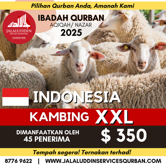 QURBAN KAMBING XXL INDONESIA
