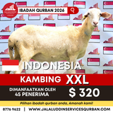QURBAN KAMBING XXL INDONESIA