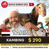 QURBAN KAMBING YEMEN