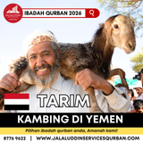 QURBAN KAMBING YEMEN
