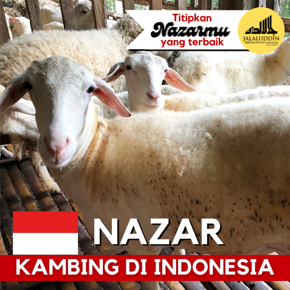 NAZAR KAMBING INDONESIA